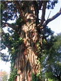 Calocedrus decurrens,  Zagreb 